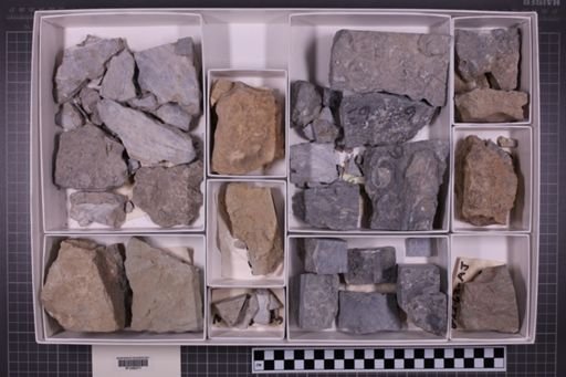 mixed taxa, stratigraphic collection