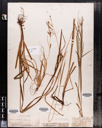Carex debilis