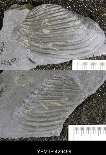 Grammysioidea arcuata