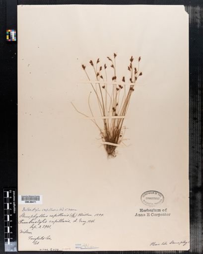 Bulbostylis capillaris