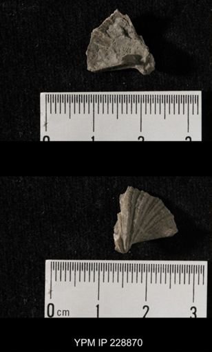 Neospirifer triplicatus