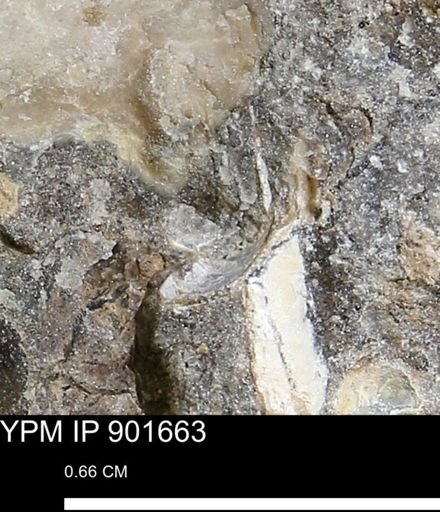 undet. Mollusca