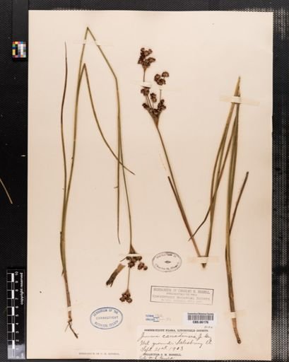 Juncus canadensis
