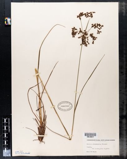 Scirpus atrocinctus