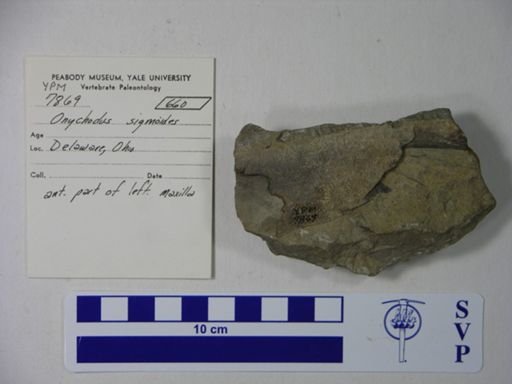 Onychodus sigmoides