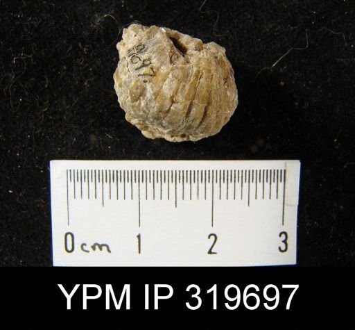 Rhynchopora magnicosta