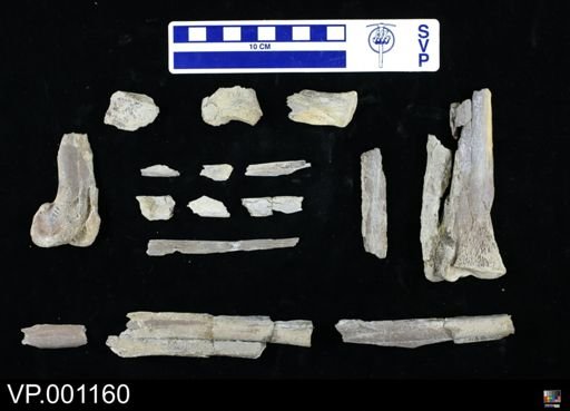 Pteranodon occidentalis
