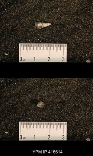 Meekospira peracuta