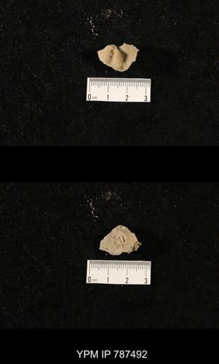 undet. Brachiopoda