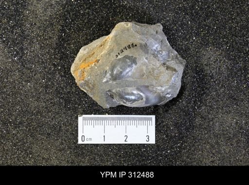 Pseudoptera subtortuosa