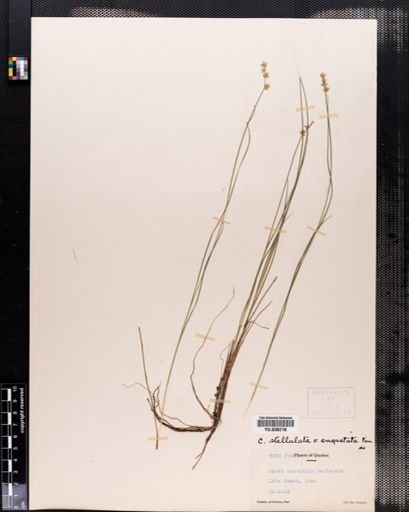 Carex angustior