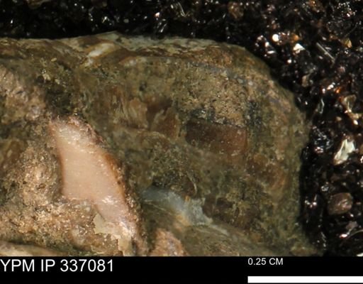 undet. Mollusca