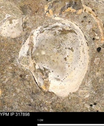 undet. Bivalvia