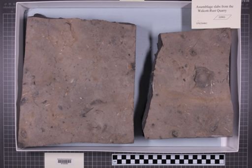 mixed taxa, stratigraphic collection
