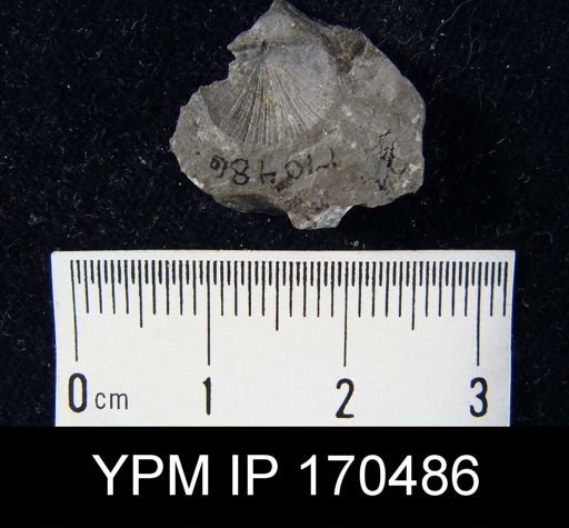 Aporthophyla sp.; Sowerbyella with small