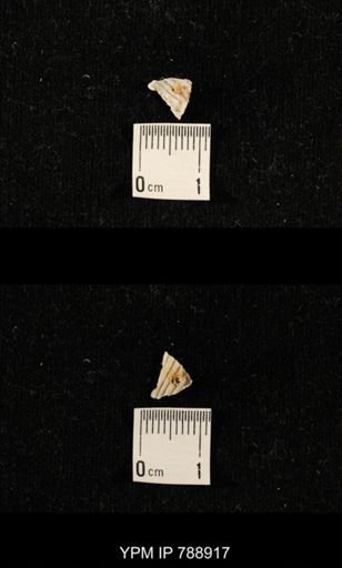 undet. Brachiopoda