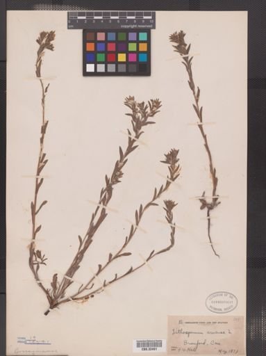 Lithospermum arvense