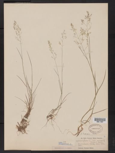 Agrostis capillaris