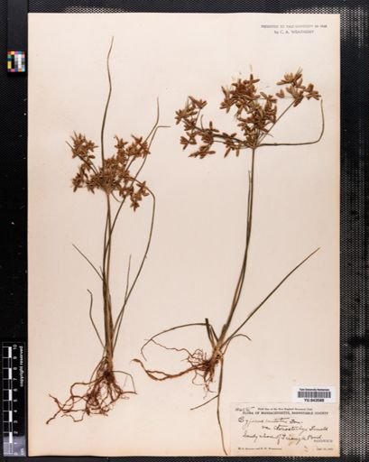 Cyperus dentatus