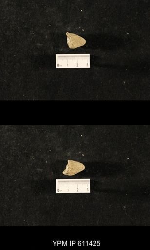 Glyptocrinus decadactylus