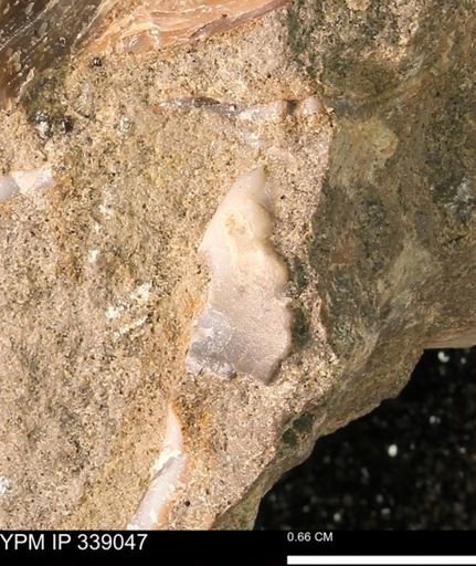undet. Bivalvia
