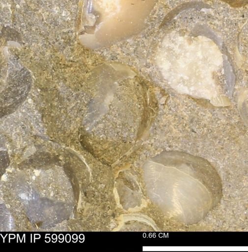 undet. Bryozoa