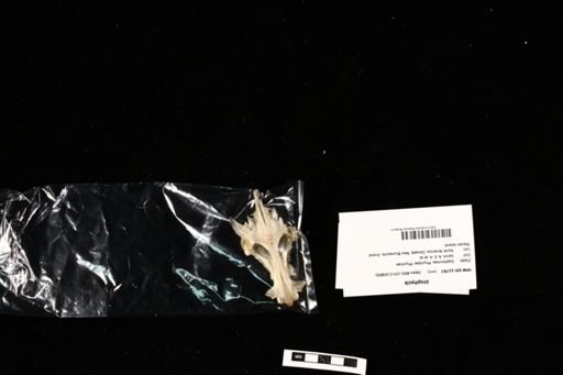 Urophycis