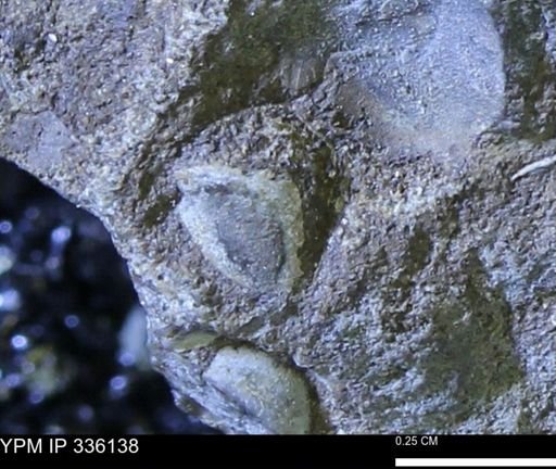 Protocardia subquadrata