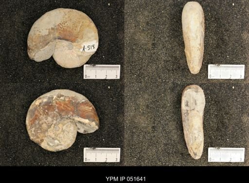 Hoploscaphites nicolletii