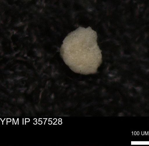 undet. Foraminiferida