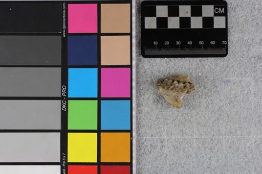 Protoceras cristatus