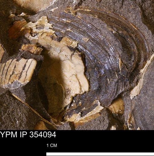 undet. Bivalvia