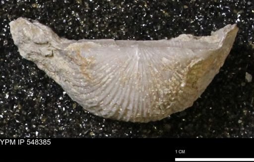 Stropheodonta navalis