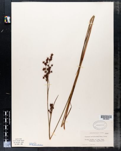 Cladium mariscoides