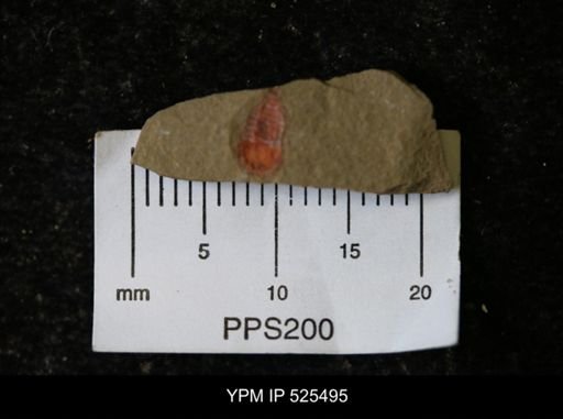 undet. Synziphosurina