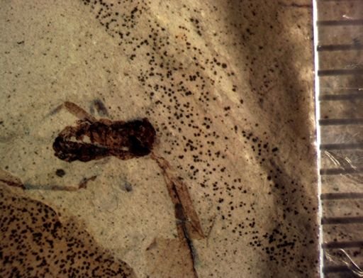 Gryllidae?