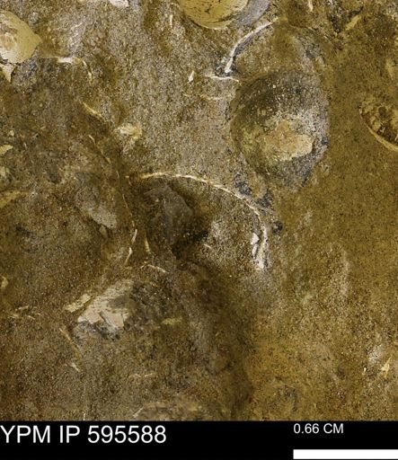 Protocardia sp.