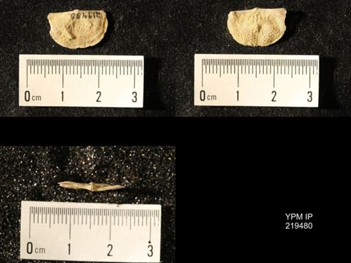 Chonetes granulifer
