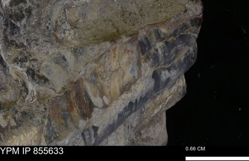 undet. Teredinidae