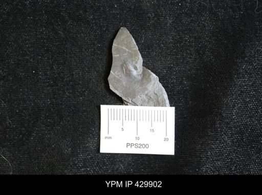 Tornoceras uniangulare
