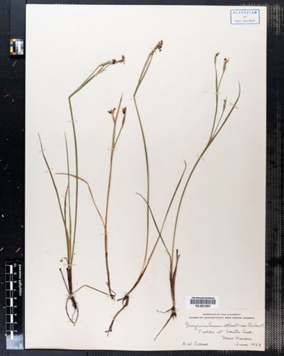 Sisyrinchium atlanticum