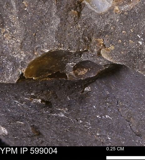 undet. Mollusca