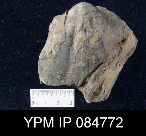 Pentamerus ablongus var. corrugatus