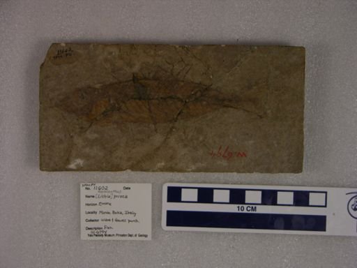 Lichia prisca