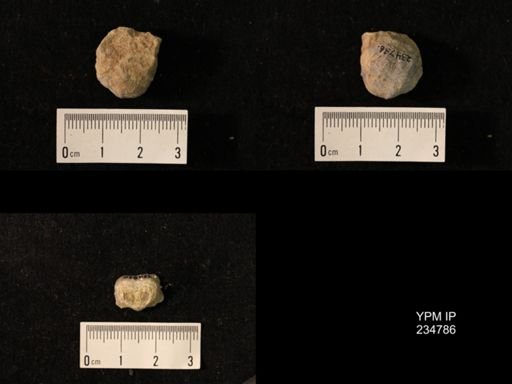 Marginifera splendens