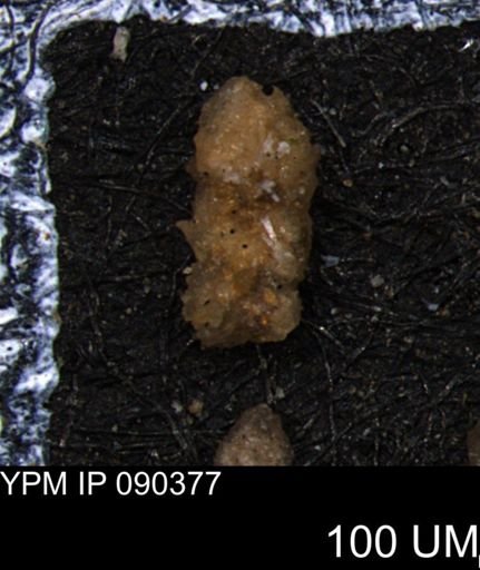 Ammobaculites euides