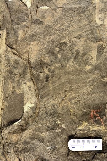 Pecopteris sp.