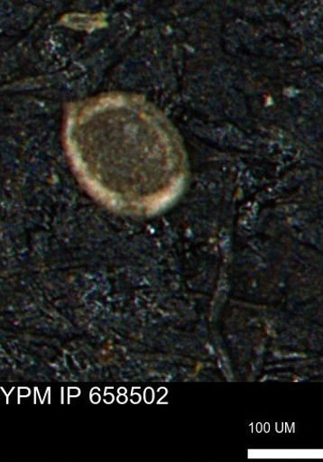 Spirolocammina subcircularis