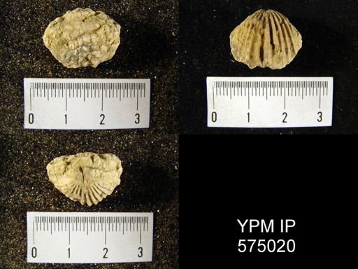 Anastrophia sp.