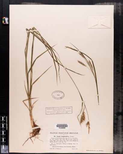 Carex